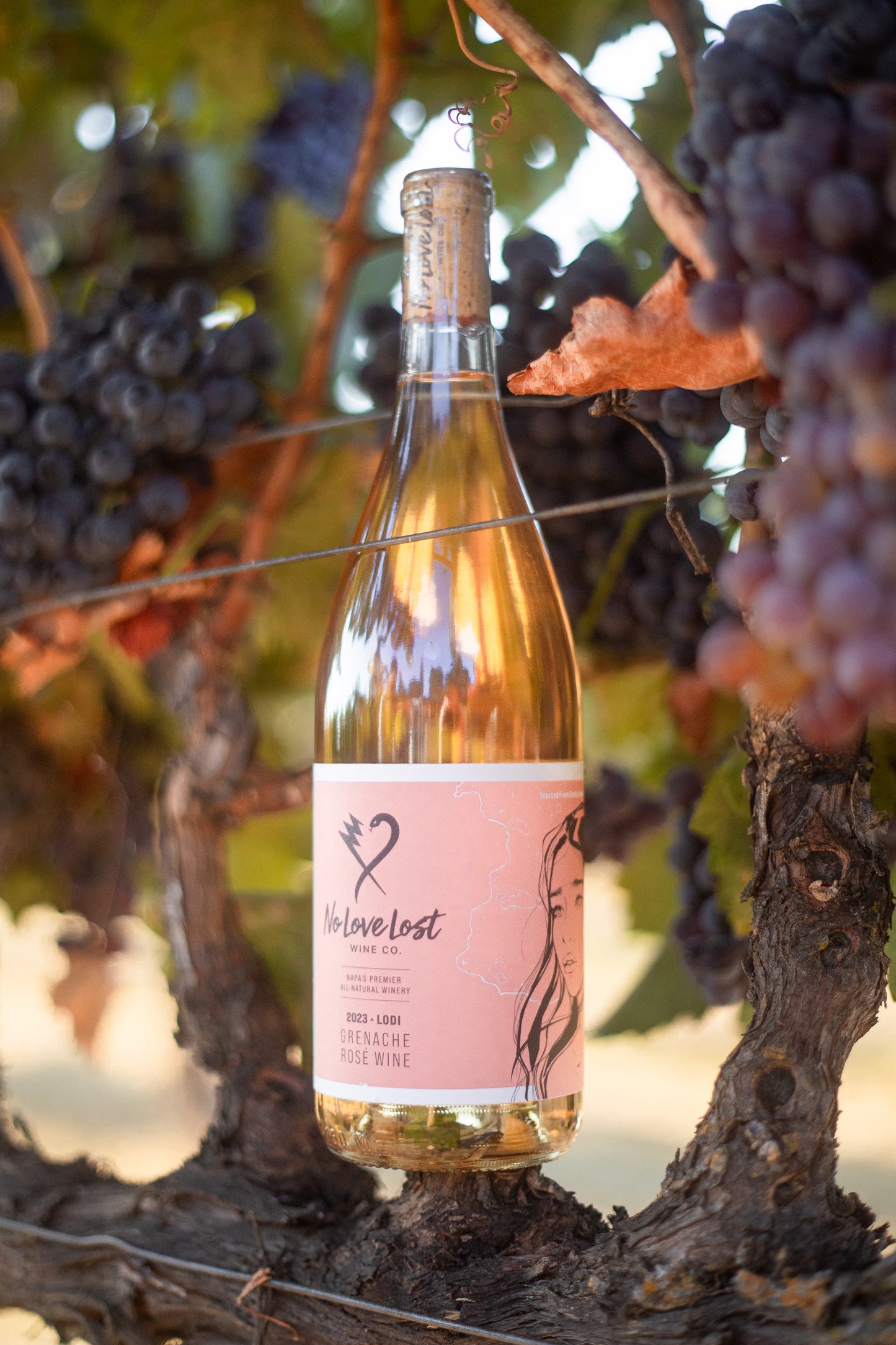 2023 No Love Lost Rosé — organic family-owned vineyard on east Lodi, sustainably farmed and CCOF certified. Grenache clones Entav & Davis, lightly foot-treaded, tank fermented, aged 6 months in neutral Loire oak. Aromas of watermelon rind, strawberry, and stone fruit; ripe peach palate with bright, long-lasting acidity. 12.1% ABV.