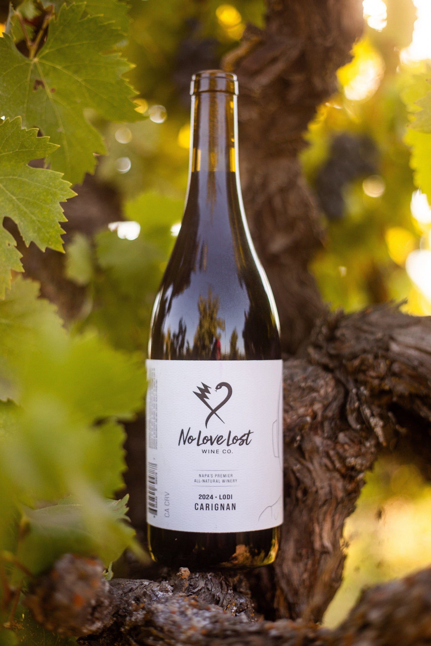 2024 No Love Lost Carignan — old-vine wine from a historic 1906 vineyard in west Lodi. Fresh dark fruit with savory bay leaf and sage, crafted with carbonic maceration and aged in neutral French oak. Earthy yet lively, drink now or cellar up to 15 years. 12.1% ABV.