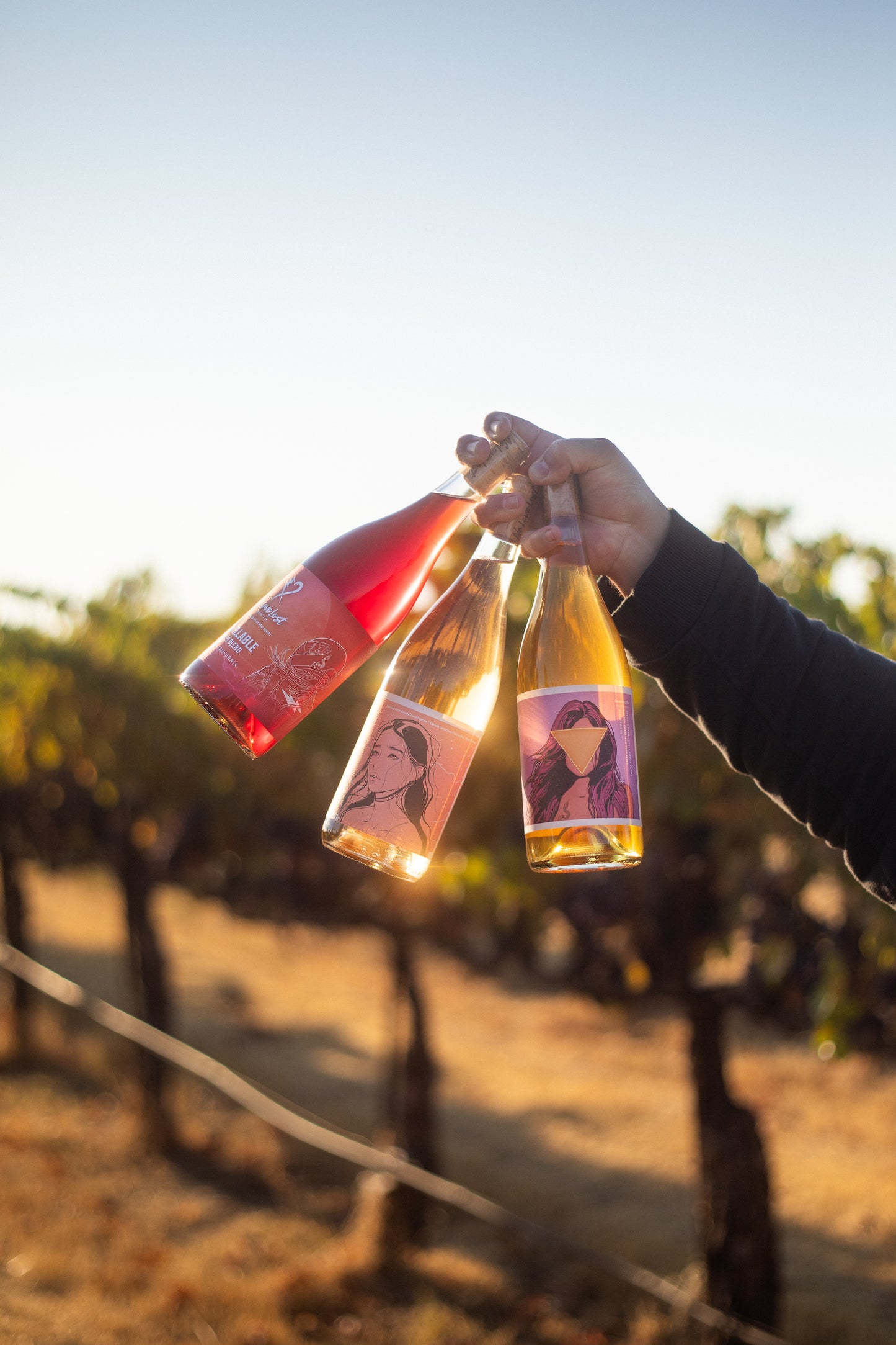 2024 No Love Lost Chillable Red — old-school California field blend of Grenache, Counoise, Mencia, and Carignan. Bright and versatile with flavors of cherry, pomegranate, and rhubarb, plus subtle toasty spice. Refreshing when chilled, smooth and spiced at room temp. 11.6% ABV.