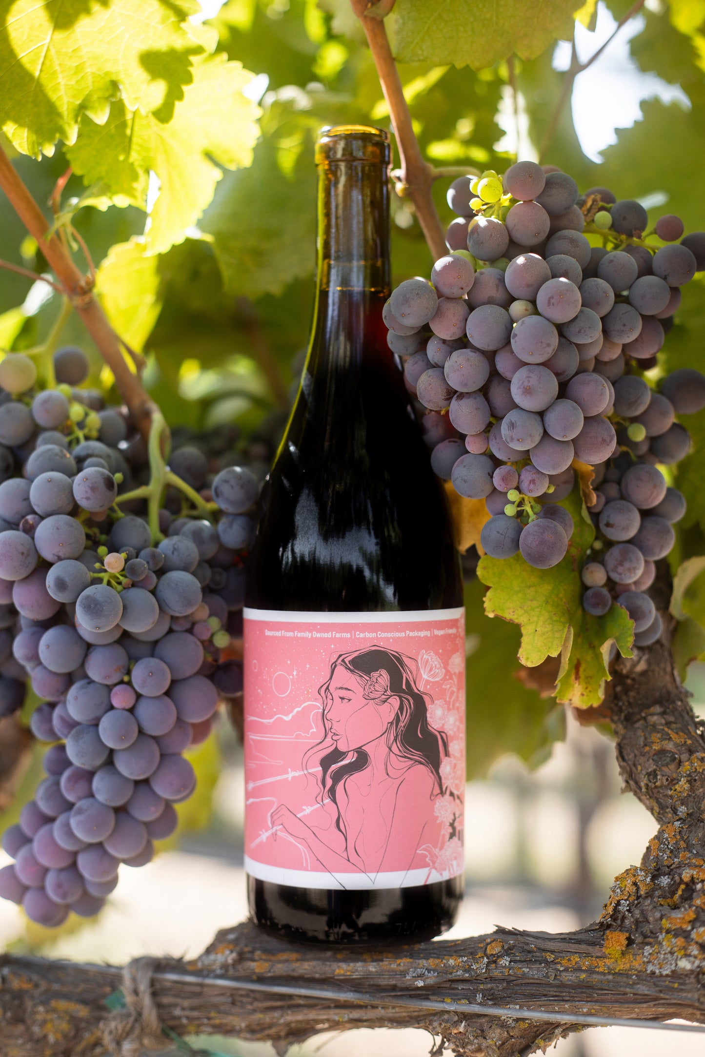 2024 No Love Lost Counoise — organic Lodi vineyard by the Claypool family. Juicy, approachable red with ripe strawberry, watermelon, and toasty notes. Made with carbonic maceration, aged in neutral Burgundy oak. Enjoy chilled as a poolside sipper or at cellar temp with food. 11.6% ABV.