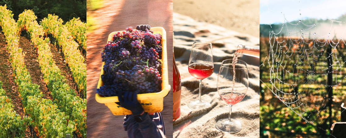 2026 Fall Wine Club Release