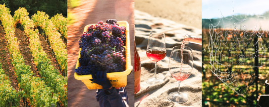 2026 Fall Wine Club Release