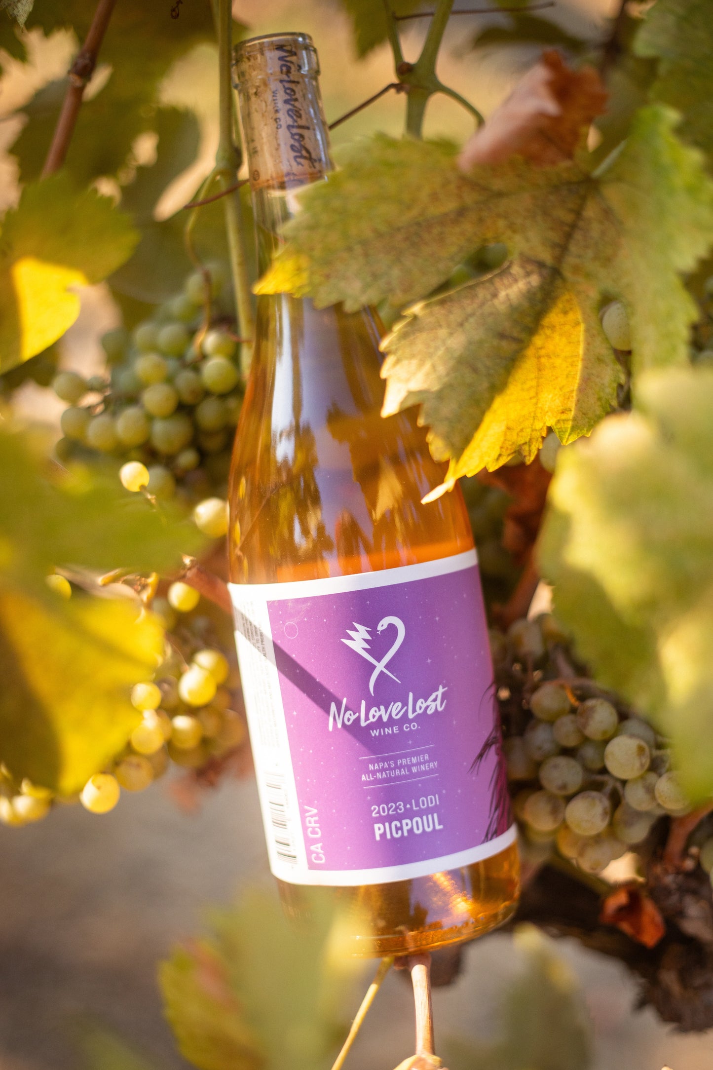 2023 No Love Lost Orange Picpoul — organic, family-owned vineyard in Lodi AVA. Skin-contact white wine with dried herbs, matchstick, golden oats, honey, citrus, and orange blossom notes. High acidity, fermented with 100% stem and skin inclusion, aged 11 months in neutral Burgundy barrels. 10.8% ABV.