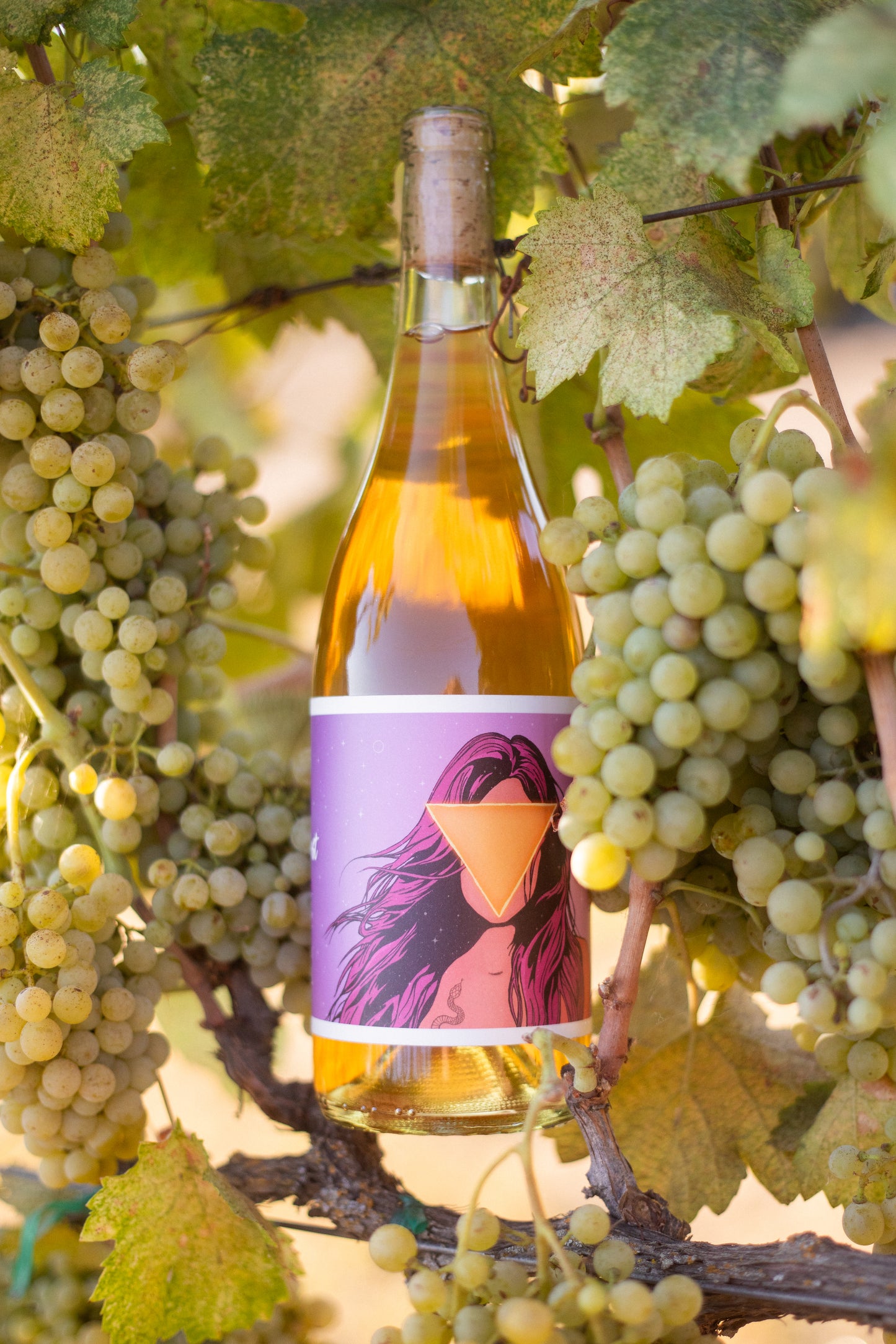 2023 No Love Lost Orange Picpoul — organic, family-owned vineyard in Lodi AVA. Skin-contact white wine with dried herbs, matchstick, golden oats, honey, citrus, and orange blossom notes. High acidity, fermented with 100% stem and skin inclusion, aged 11 months in neutral Burgundy barrels. 10.8% ABV.