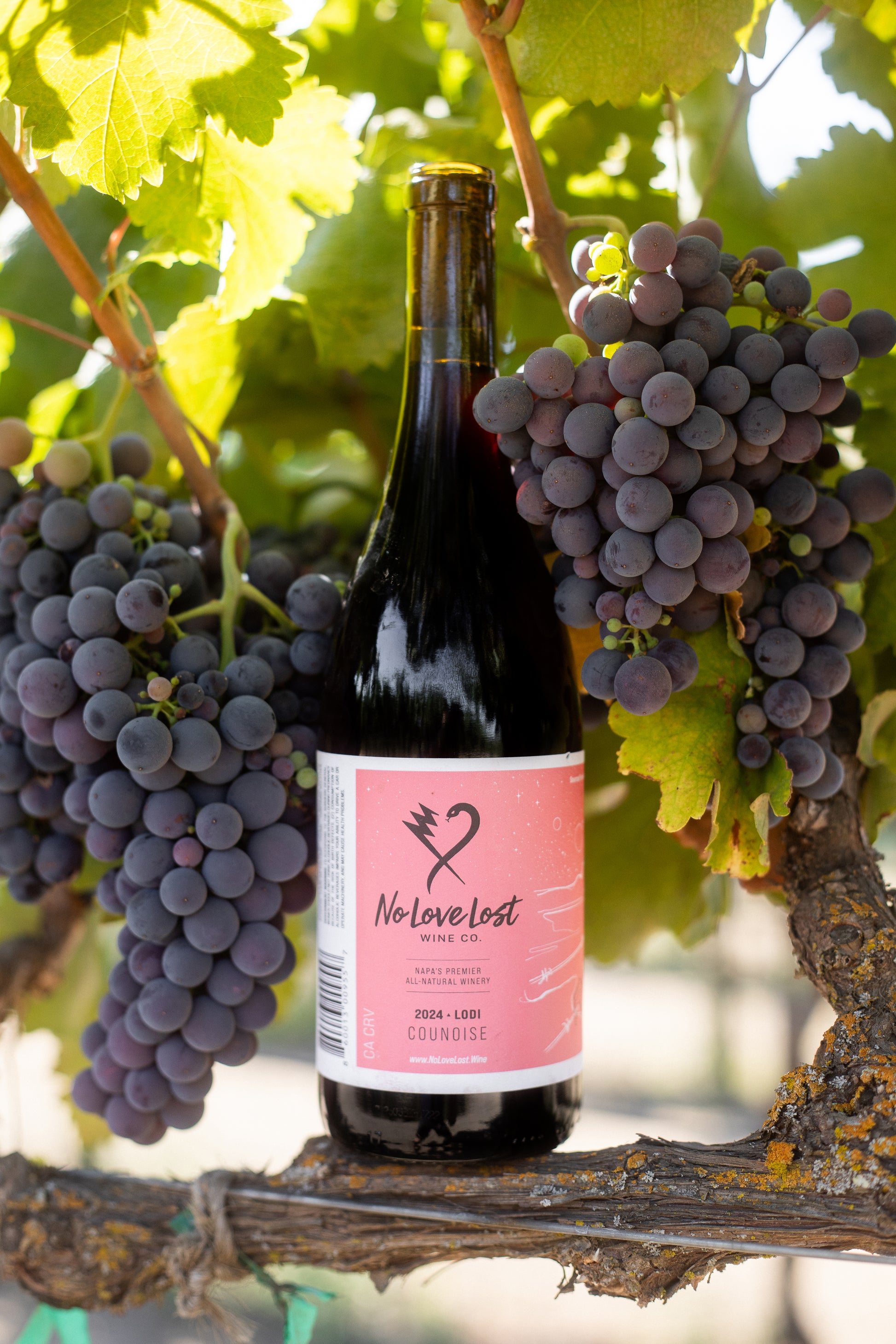 2024 No Love Lost Counoise — organic Lodi vineyard by the Claypool family. Juicy, approachable red with ripe strawberry, watermelon, and toasty notes. Made with carbonic maceration, aged in neutral Burgundy oak. Enjoy chilled as a poolside sipper or at cellar temp with food. 11.6% ABV.